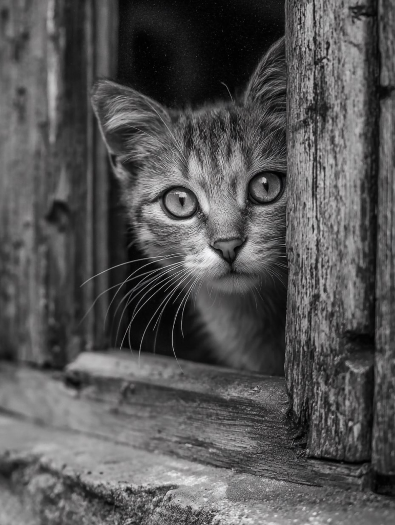 Photo de Pilou