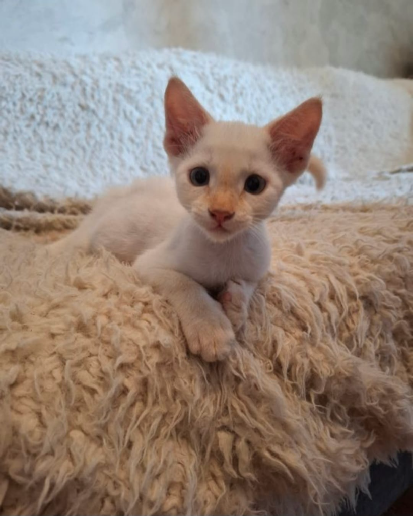 Photo de Minette